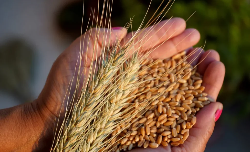 Orzo e avena, alleati dell'intestino.