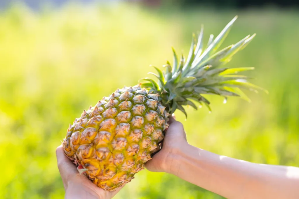 ananas maturo appena colto