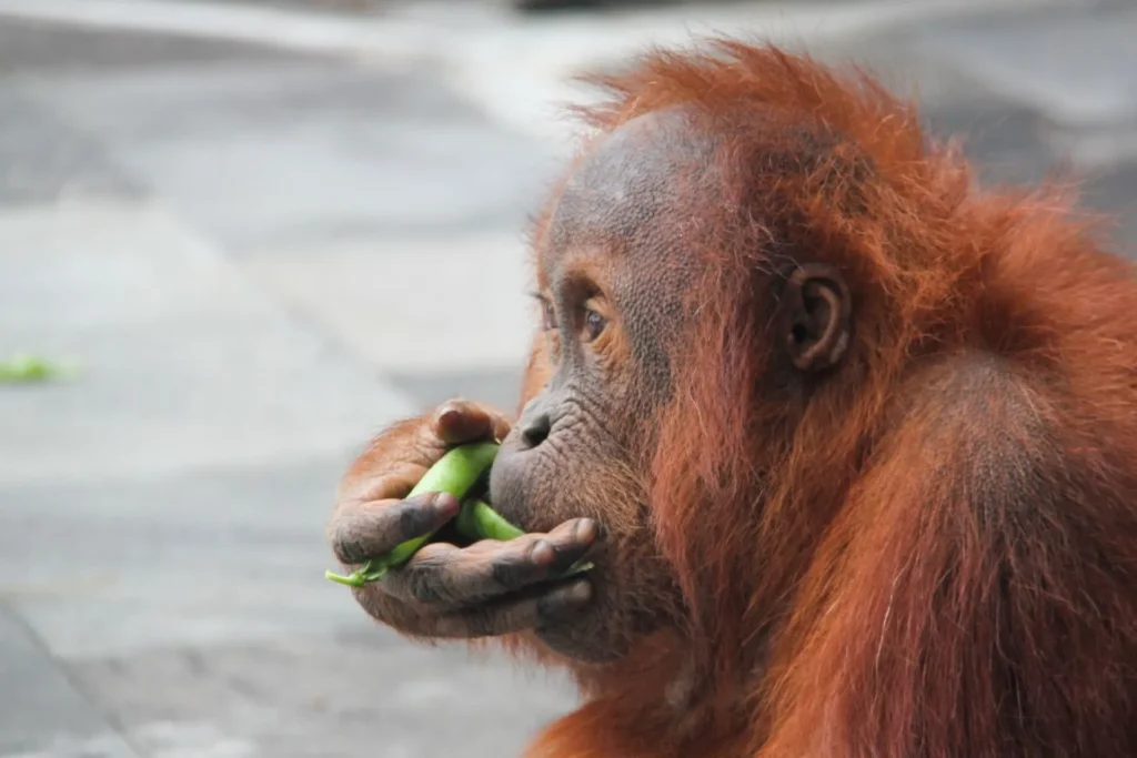 orango mangia frutta