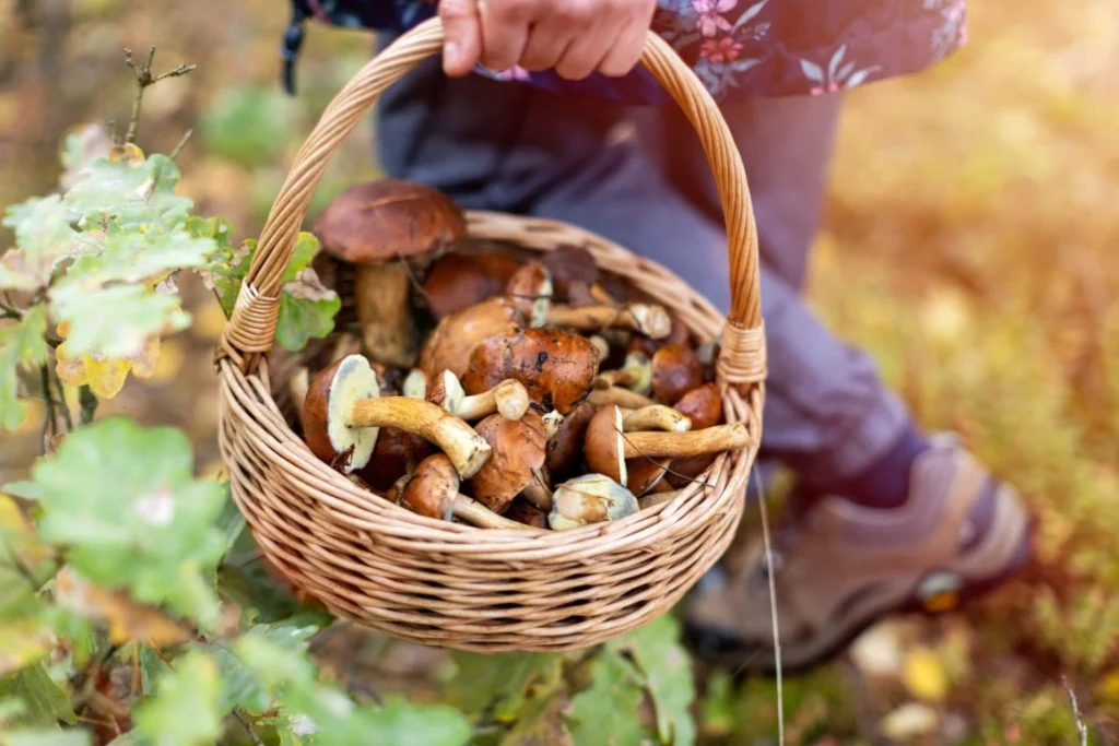 Funghi freschi appena raccolti nel bosco