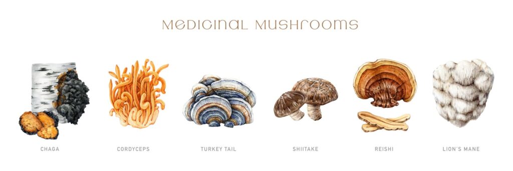 Panoramica di 6 funghi brucia-grassi: Chaga, Cordyceps, turkey tail, shiitake, reishi, lion's mane.